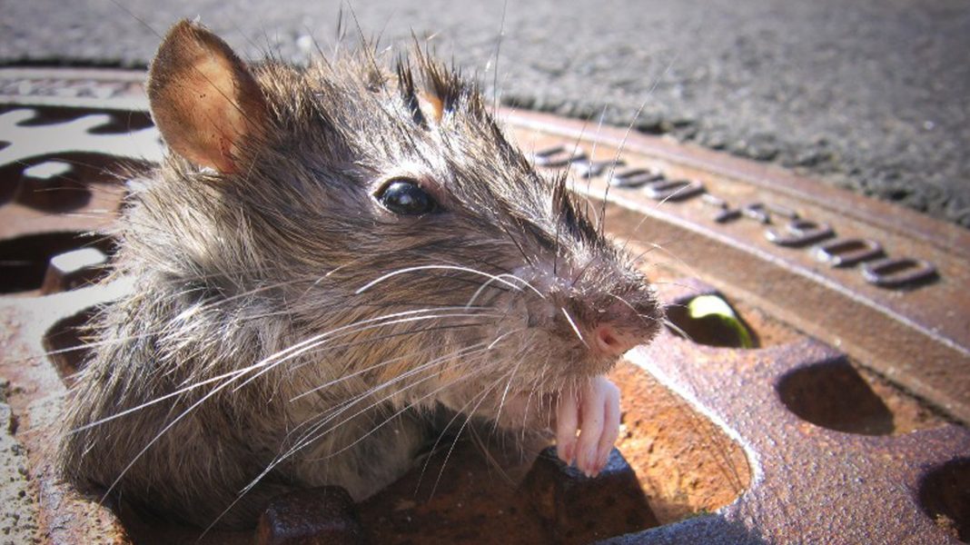 ratas-como-evitarlas-txt