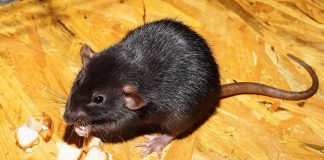 Retiro masivo de pan en Japón debido a la presencia de restos de rata