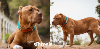 Murió Max, el perrito que intentó proteger a su dueña de ser linchada en Taxco