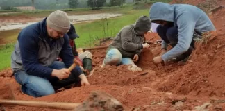Fósil de Dinosaurio Expuesto por Lluvias en Brasil