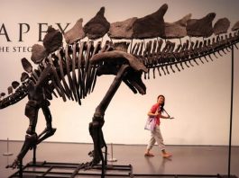 'Apex' rompe récord en subasta