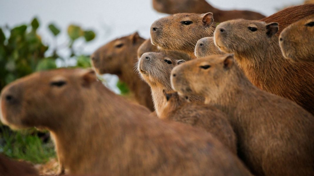 Moscú inaugurará cafetería con Capibaras