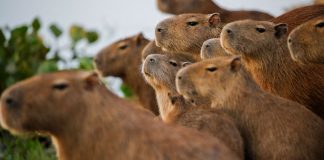 Moscú inaugurará cafetería con capibaras peruanos Moscú inaugurará cafetería con Capibaras