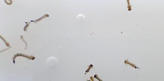 Trinidad y Tobago contabiliza 11 muertes y más de un millar de casos de dengue