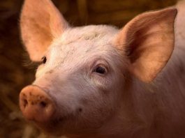 Científicos suizos operan a un cerdo a 9.300 km de distancia