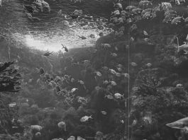 IPPAWARDS: Las mejores fotografías tomadas con un iPhone