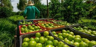 Limoneros paran producción por amenazas y extorsiones