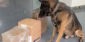 Guardia Nacional Intercepta Ocho Paquetes de Probable Marihuana