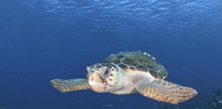 ONG revela que EEUU sanciona a México por pesca ilegal