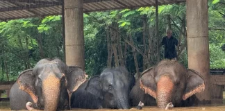 Elefantes huyen de las fuertes inundaciones en Tailandia