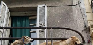 Multa de 100 dólares por ladridos de perros domésticos causa polémica en Panamá