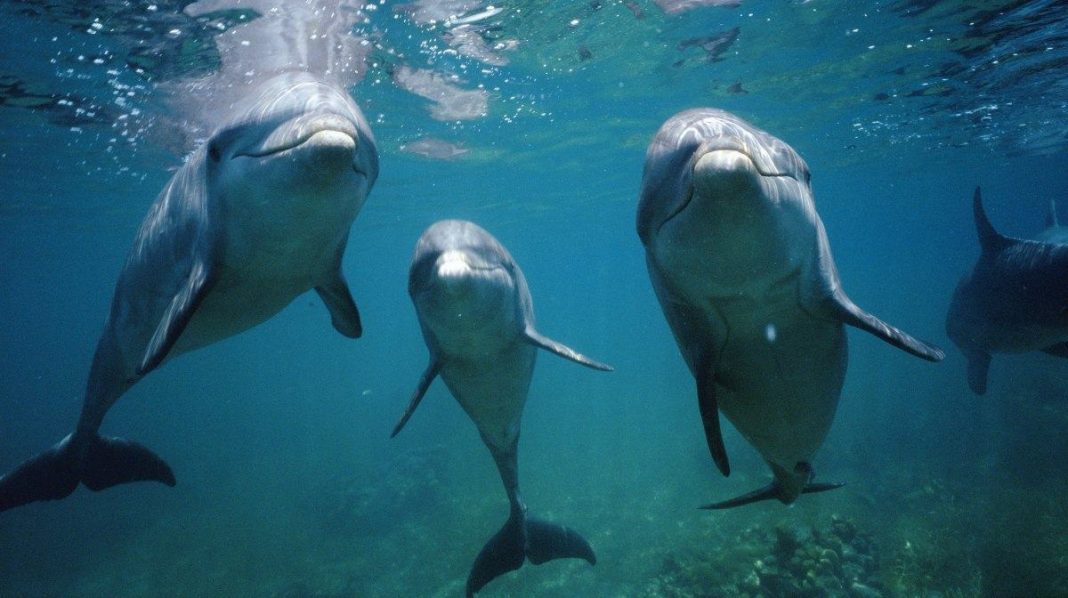 delfines-golfo-de-mexico