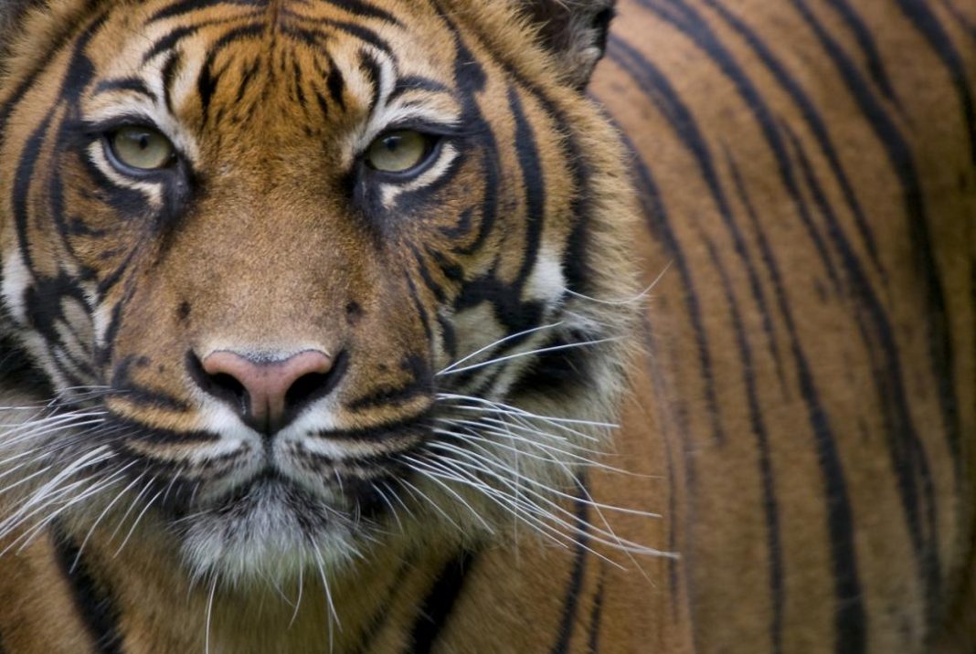 tigre_sumatra