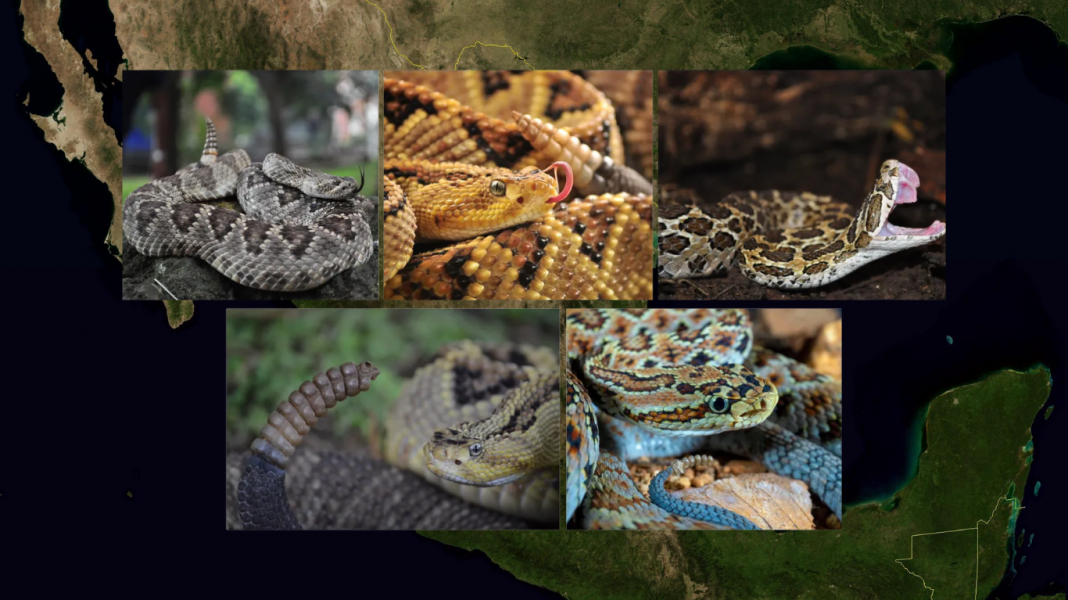 Más de 90 mil víboras de cascabel son cazadas ilegalmente cada año en México Más de 90 mil víboras de cascabel son cazadas ilegalmente cada año en México