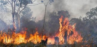 Incendios consumen más de 79 millones de hectáreas en Sudamérica en 2024
