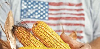 México reanuda importaciones de maíz transgénico desde EE.UU.