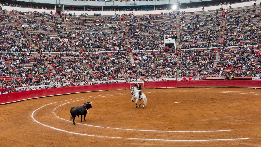 Corrida de toros Proponen reforma para prohibir corridas de toros con violencia