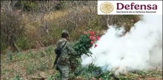 Ejército destruye plantíos de amapola y marihuana en seis estados Ejército destruye 158 plantíos de amapola y 74 de marihuana