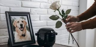 Proponen días de luto pagados por muerte de familiar o mascota Proponen días de luto pagados por muerte de familiar o mascota