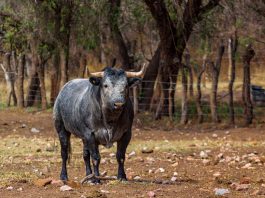 "Corridas sin sangre" amenazan con extinguir al toro de lidia