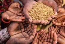 África enfrenta su peor crisis alimentaria en años África enfrenta su peor crisis alimentaria en años