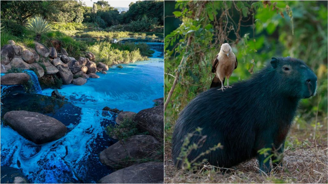 Lago de Jundiaí se tiñe de azul tras un accidente químico