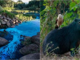 Lago de Jundiaí se tiñe de azul tras un accidente químico