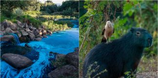 Lago de Jundiaí se tiñe de azul tras un accidente químico Lago de Jundiaí se tiñe de azul tras un accidente químico