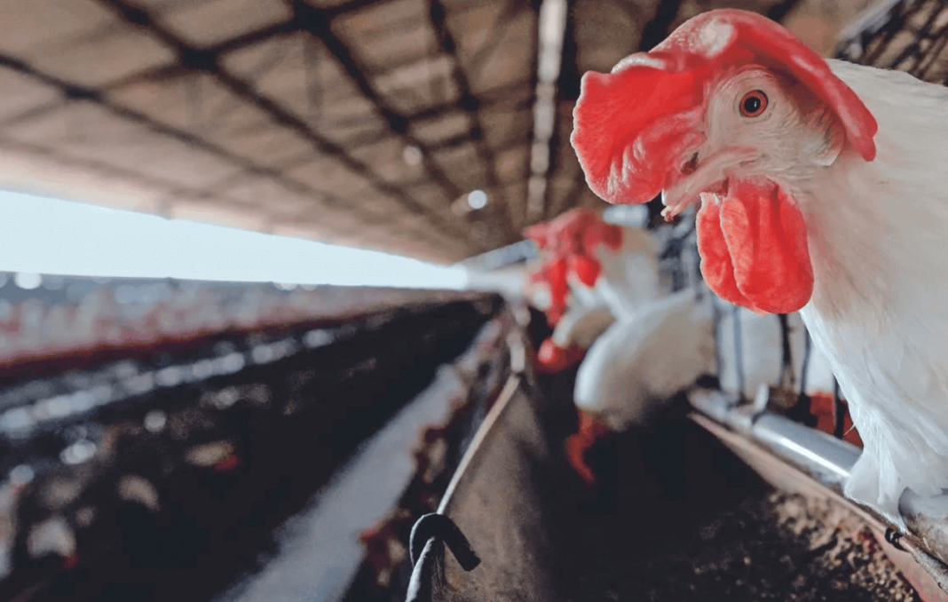 México suspende importación avícola desde Brasil