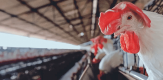 México suspende importación avícola desde Brasil México suspende importación avícola desde Brasil