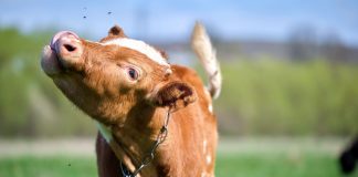 Detectan gusano barrenador en ganado de Yucatán