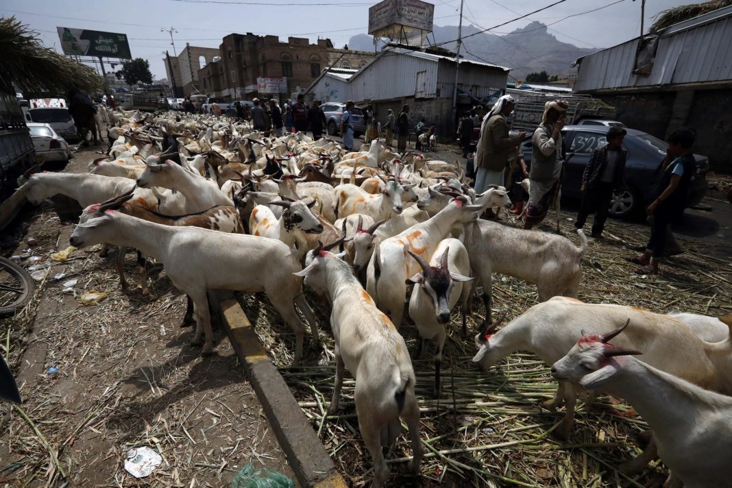 Chiapas suma 11 casos de miasis por gusano barrenador