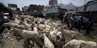 Chiapas suma 11 casos de miasis por gusano barrenador