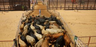 EE.UU. cierra frontera ganadera tras nuevo brote por gusano barrenador EE.UU. cierra frontera ganadera tras nuevo brote por gusano barrenador