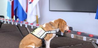 México adiestra a perros para combatir el gusano barrenador