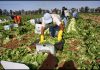 Trump se come sus palabras: avala regreso de migrantes agricultores a EE.UU.