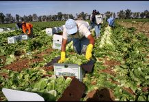 Trump se come sus palabras: avala regreso de migrantes agricultores a EE.UU.