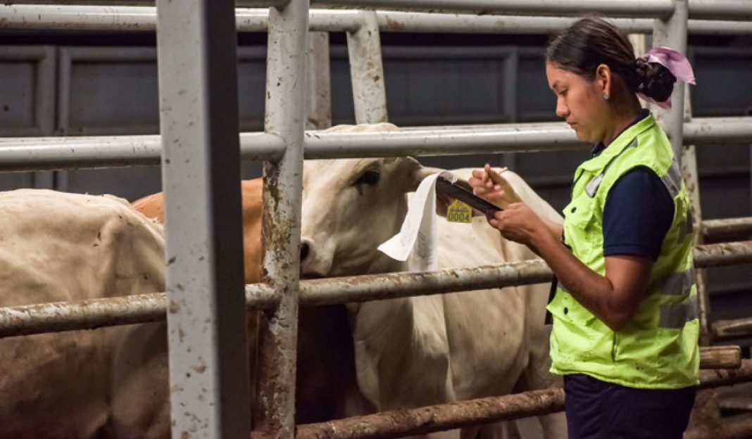 México y EE. UU. firman plan contra el gusano barrenador del ganado