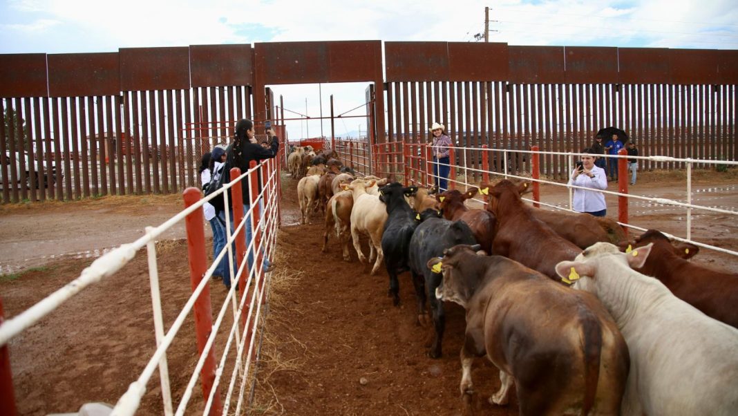 Ganaderos mexicanos pierden millones por plaga del gusano barrenador