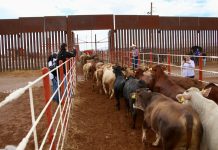 Ganaderos mexicanos pierden millones por plaga del gusano barrenador Ganaderos mexicanos pierden millones por plaga del gusano barrenador
