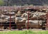 Ganaderos mexicanos exigen frenar ingreso de bovinos infectados desde Centroamérica Ganaderos mexicanos exigen frenar ingreso de bovinos infectados desde Centroamérica