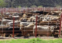 Ganaderos mexicanos exigen frenar ingreso de bovinos infectados desde Centroamérica Ganaderos mexicanos exigen frenar ingreso de bovinos infectados desde Centroamérica