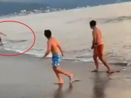 Joven escapa de cocodrilo en playa de Puerto Vallarta