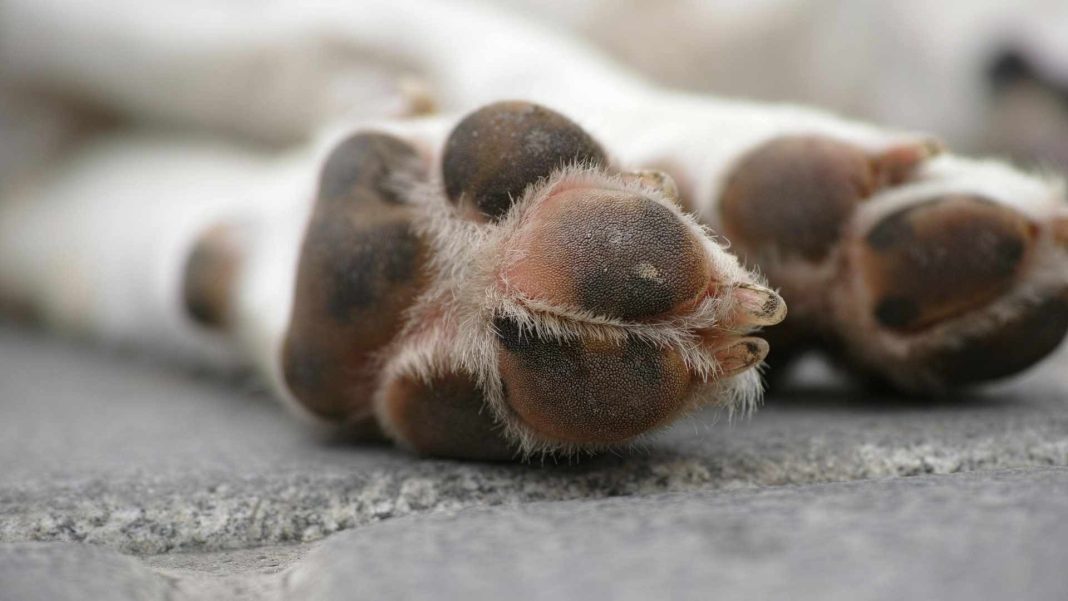 almohadillas-perro-portada-patitasco Envenenan a más de 80 perros y gatos en tres estados del país