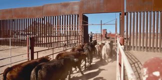 Estados Unidos refuerza frontera tras caso de gusano barrenador en Sabinas Hidalgo Estados Unidos refuerza frontera tras caso de gusano barrenador en Sabinas Hidalgo