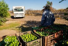 Los Viagras duplican cuota de extorsión a limoneros en Michoacán Los Viagras duplican cuota de extorsión a limoneros en Michoacán