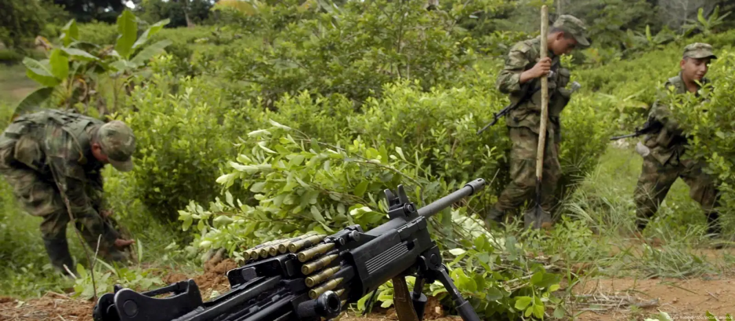 Ejército de Ecuador destruye 10.000 plantas de coca en la frontera con Colombia Ejército de Ecuador destruye 10.000 plantas de coca en la frontera con Colombia