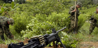 Ejército de Ecuador destruye 10.000 plantas de coca en la frontera con Colombia Ejército de Ecuador destruye 10.000 plantas de coca en la frontera con Colombia