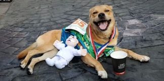 “El Chicles”, perrito maratonista de Tijuana, murió envenenado “El Chicles”, perrito maratonista de Tijuana, murió envenenado