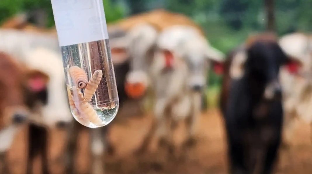 Gusano-Barrenador-del-Ganado-Foto-Maga-2024 Se reportan más de 6 mil casos de gusano barrenador en el país